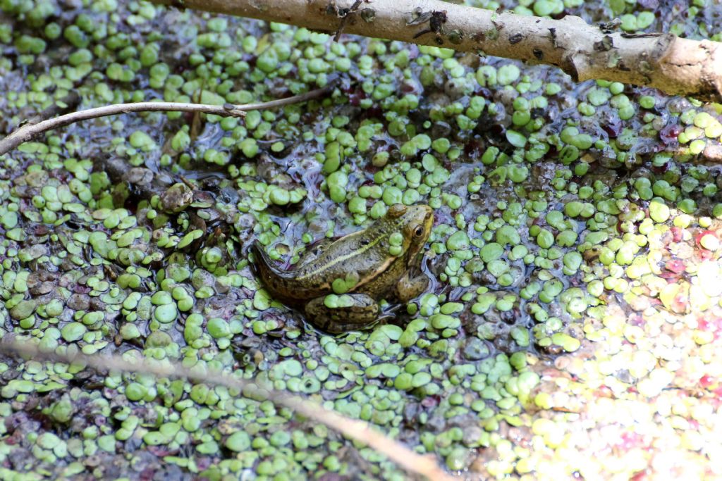 Rana....? Pelophylax sp. (TO)
